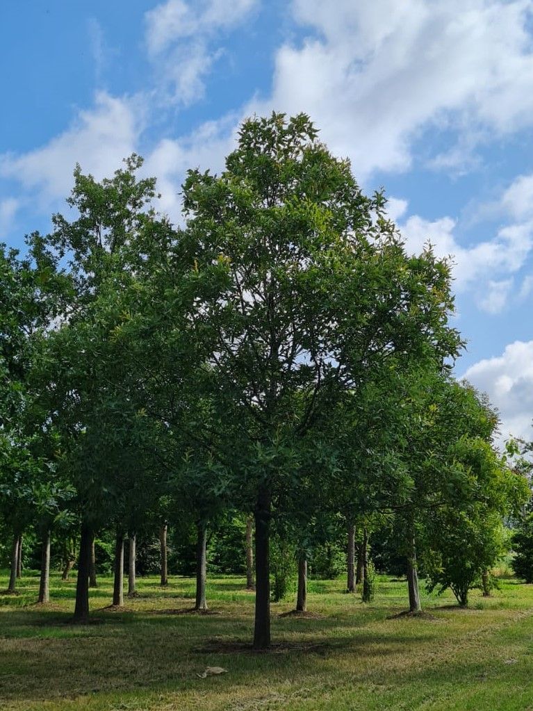 Oostenrijkse Eik | Hoogstam