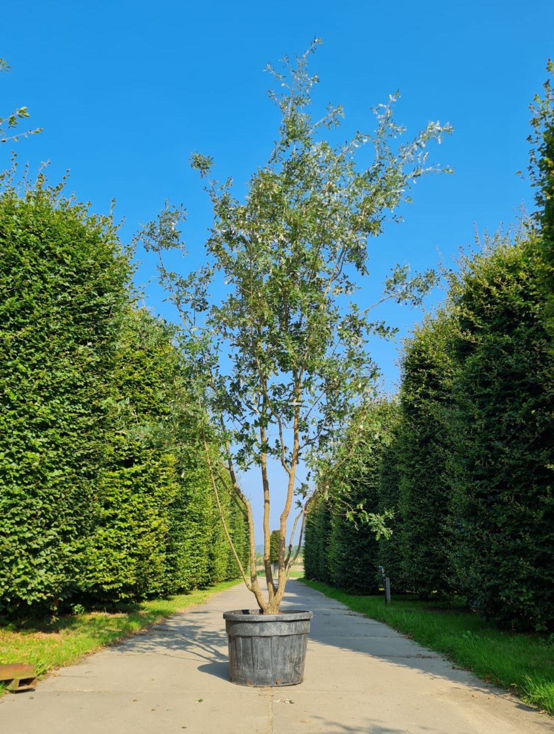 Spaanse eik 'Diversifolia' | Meerstammig