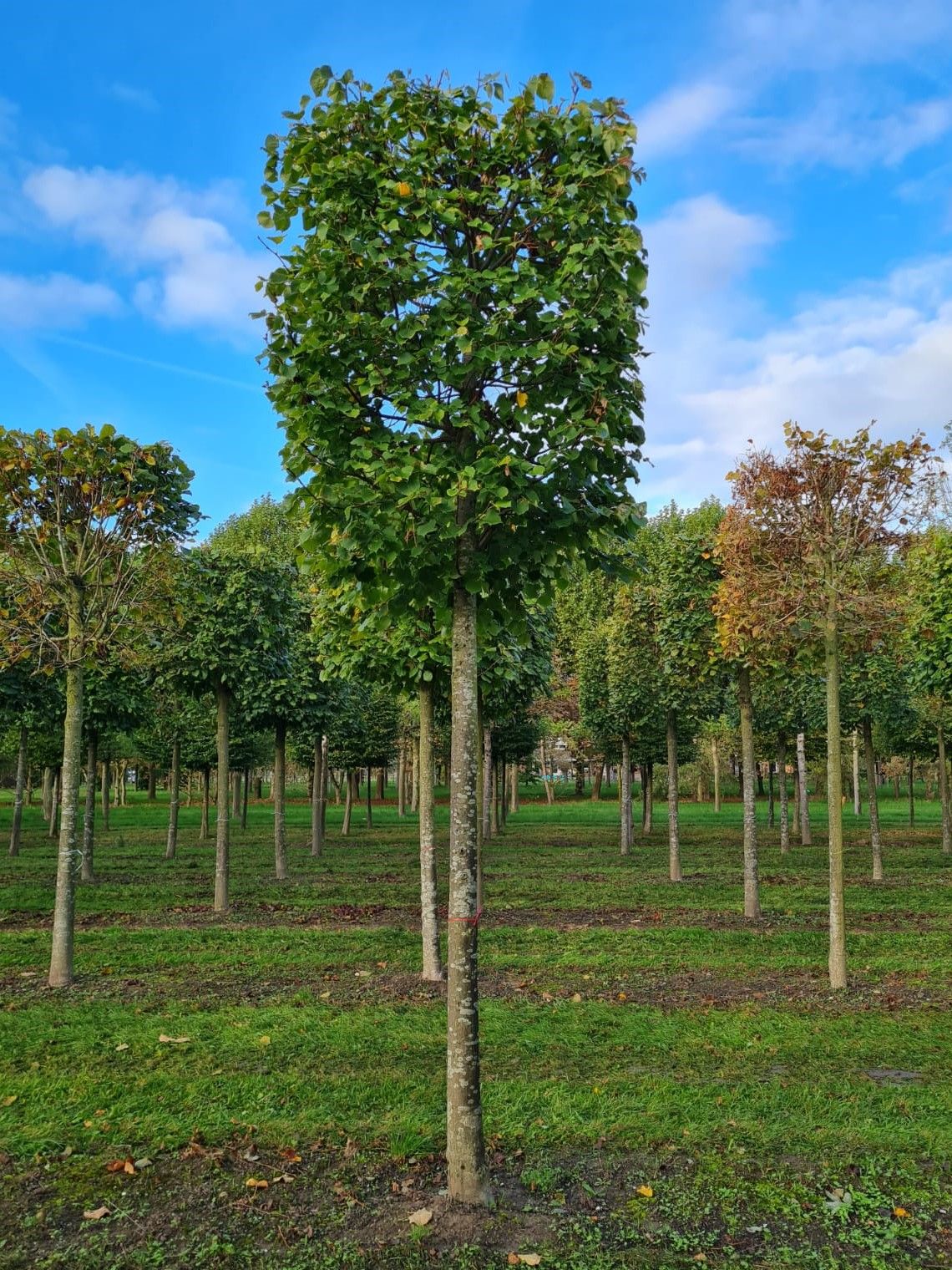 Winterlinde | Blokvorm