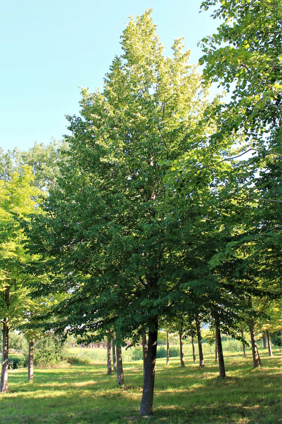 Winterlinde | Hoogstam