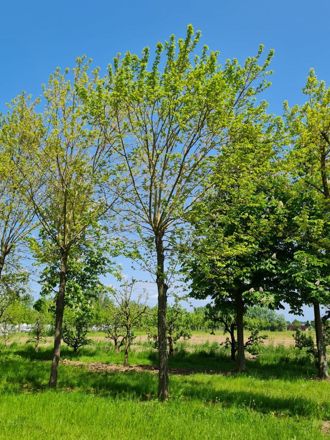 Witte Moerbei | Knotvorm