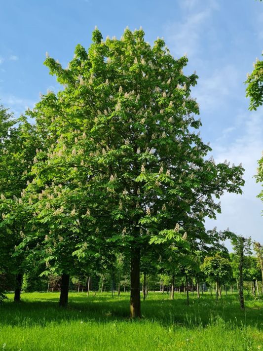 Witte paardenkastanje | Hoogstam