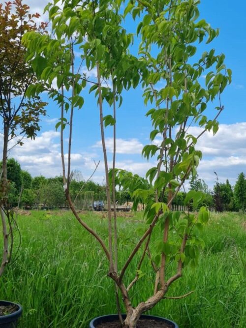 Zevenzonenboom | Meerstammig