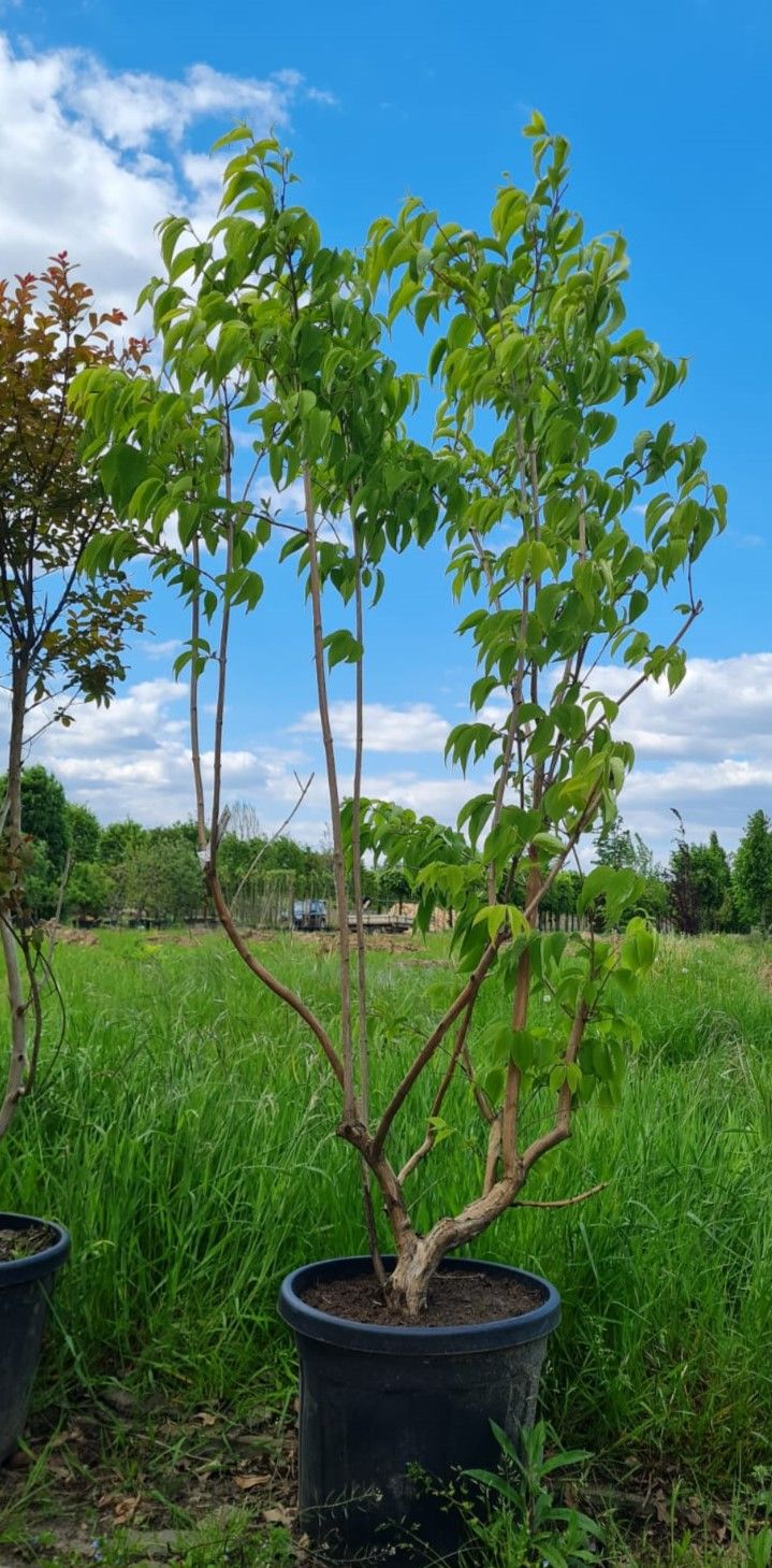 Zevenzonenboom | Meerstammig