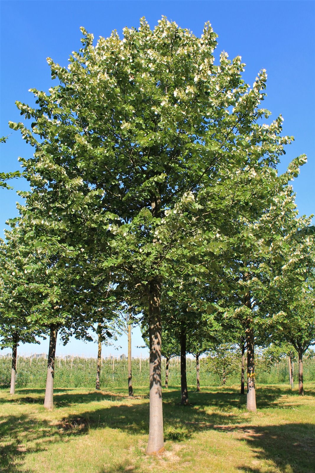 Zilverlinde 'Brabant' | Hoogstam