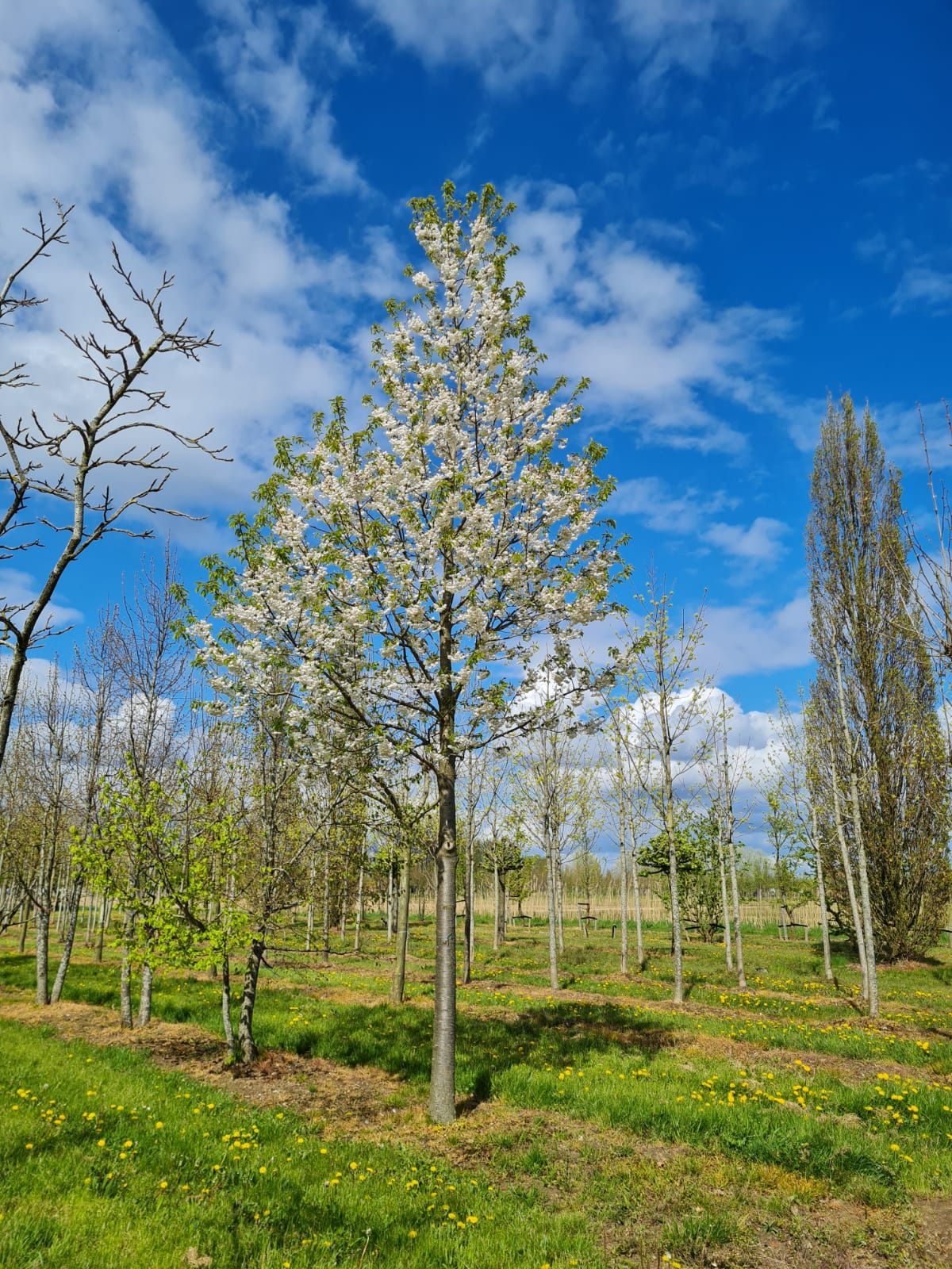 Sierkers 'Plena' | Hoogstam