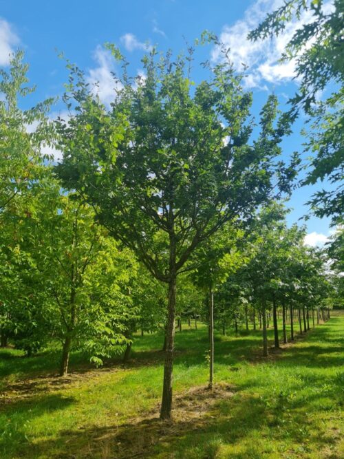 Perzische ijzerhoutboom | Meerstammig
