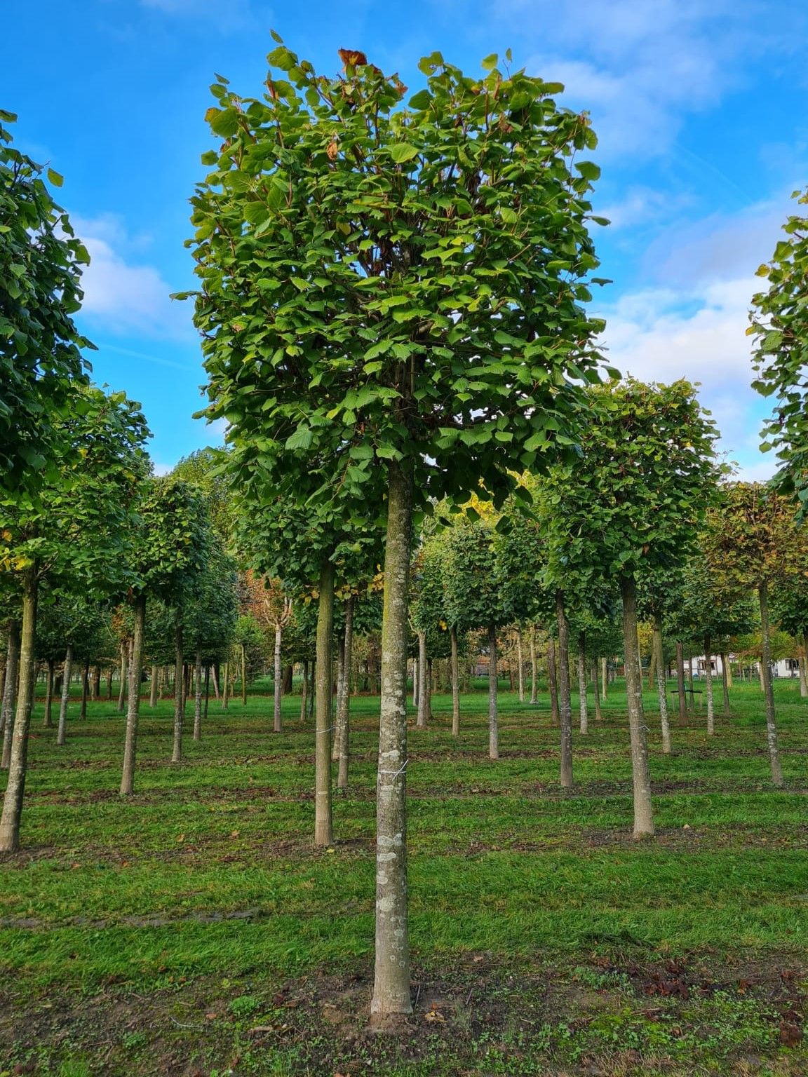 Zomerlinde | Blokvorm