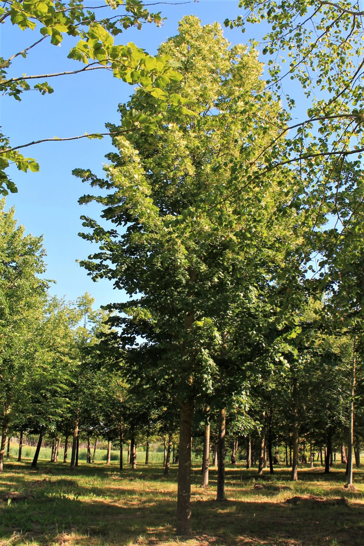 Zomerlinde | Hoogstam