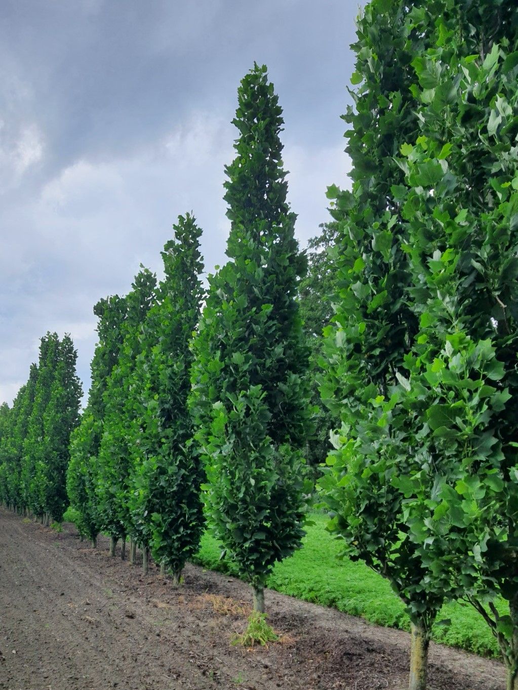 Zuilvormige tulpenboom | Hoogstam