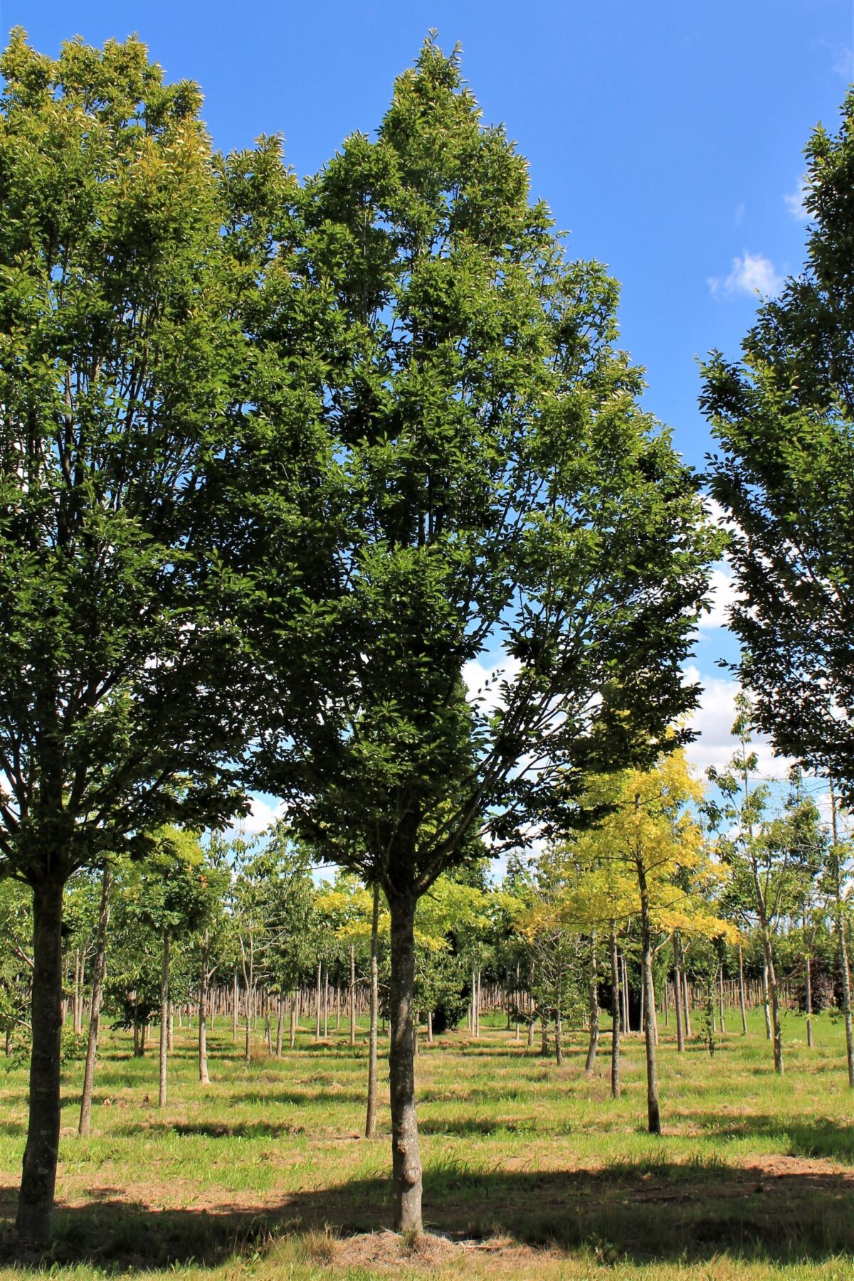 Zuilhaagbeuk | Hoogstam