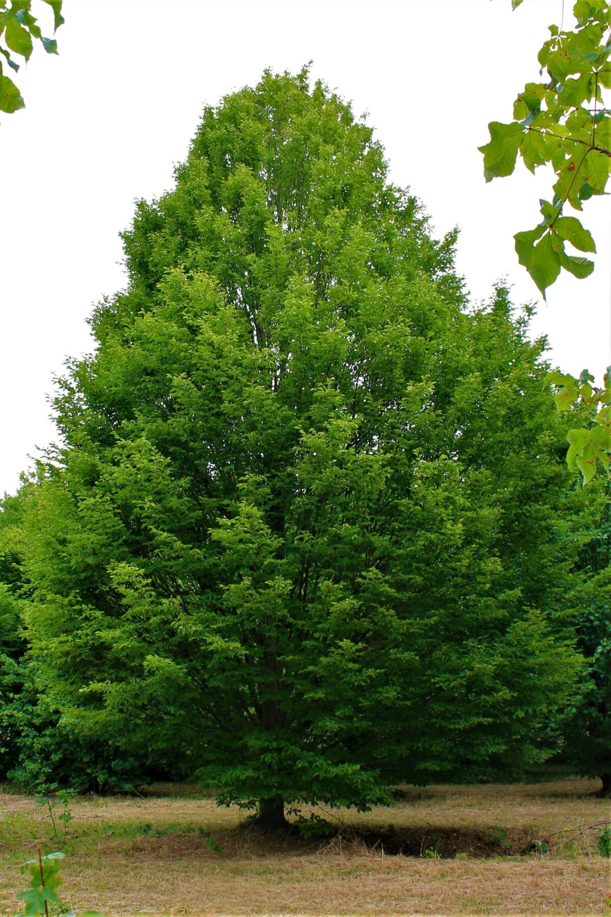 Zuilhaagbeuk | Laagstam