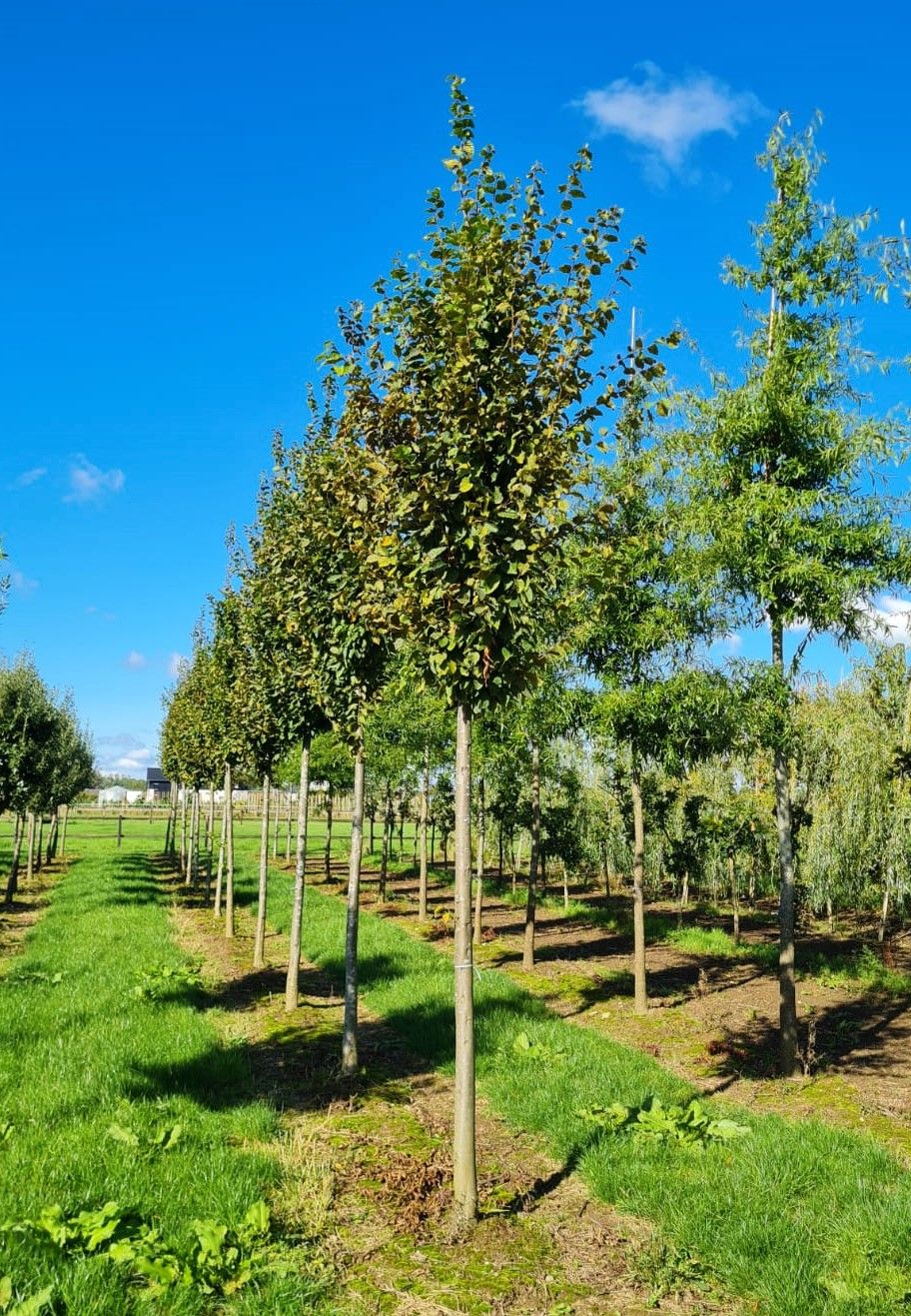 Zuilhaagbeuk 'Frans Fontaine' | Hoogstam