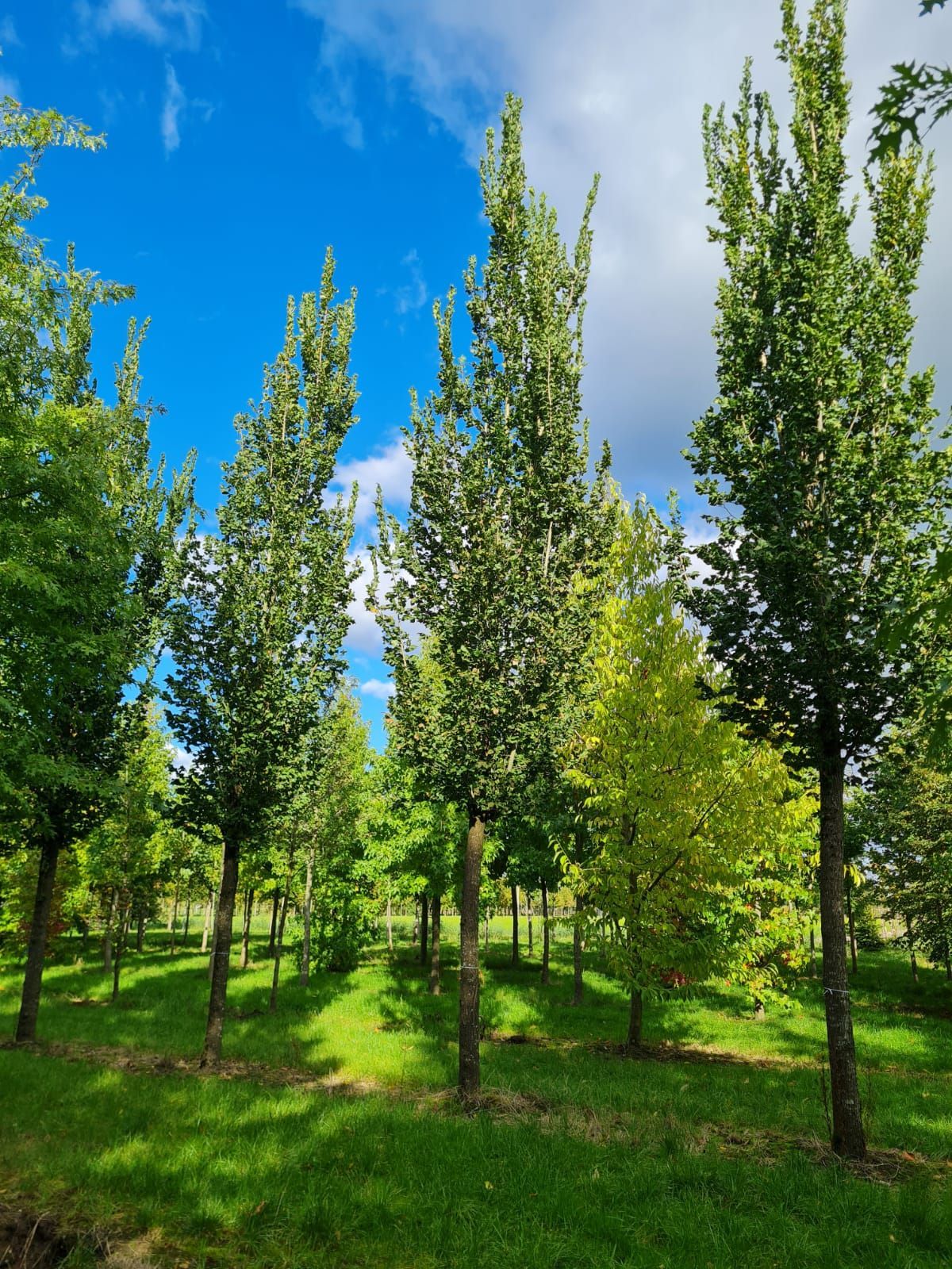 Zuilvormige Iep | Hoogstam