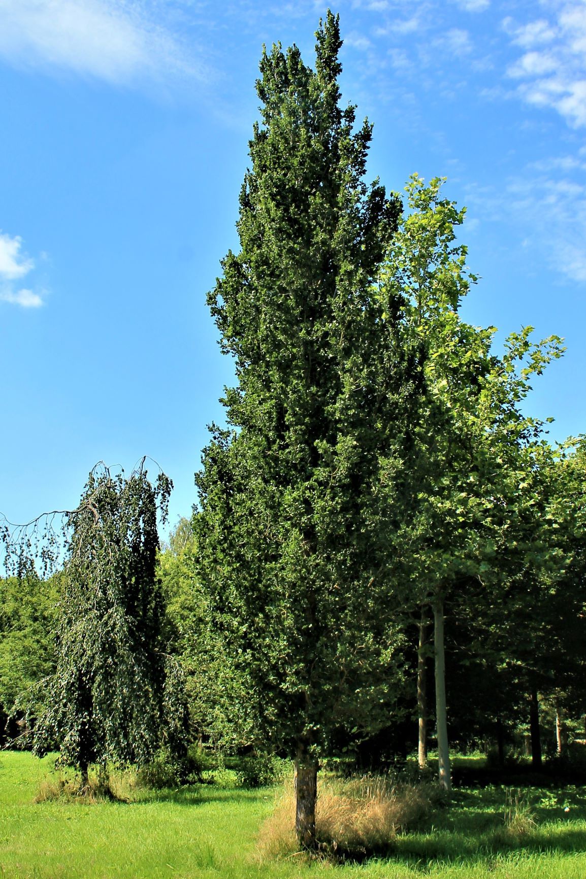 Zuilvormige Iep | Laagstam