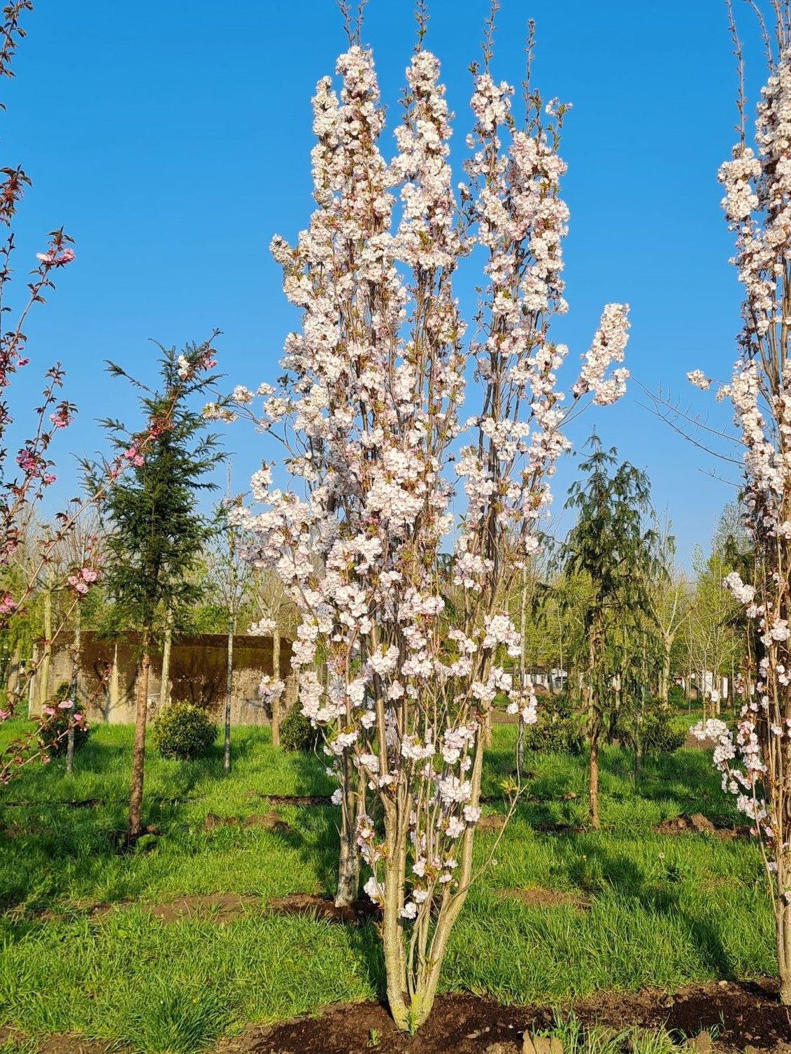 Zuilvormige Sierkers 'Amanogawa' | Meerstammig