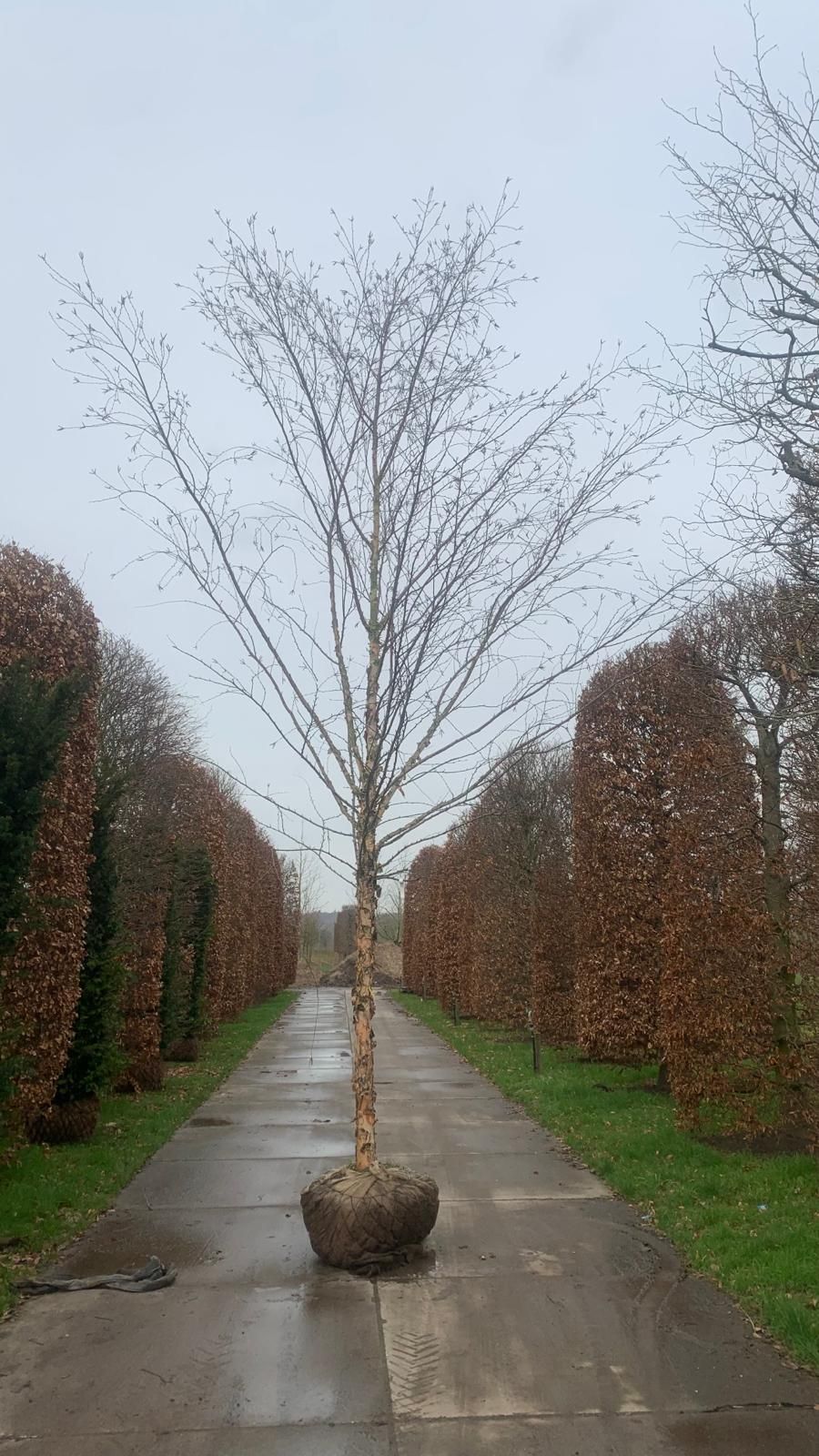 Zwarte berk | Hoogstam