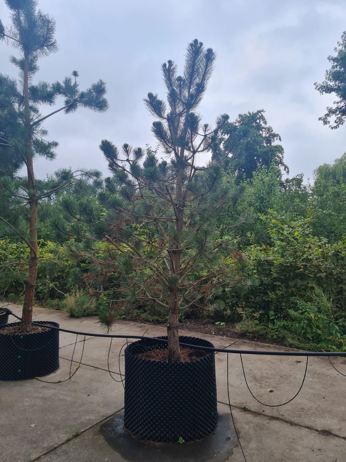 Zwarte den | Laagstam