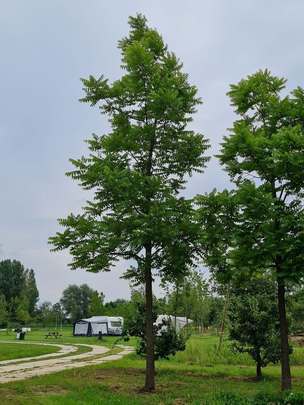 Zwarte walnotenboom | Hoogstam