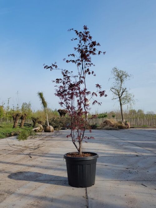 Japanse esdoorn 'Bloodgood' | Meerstammig