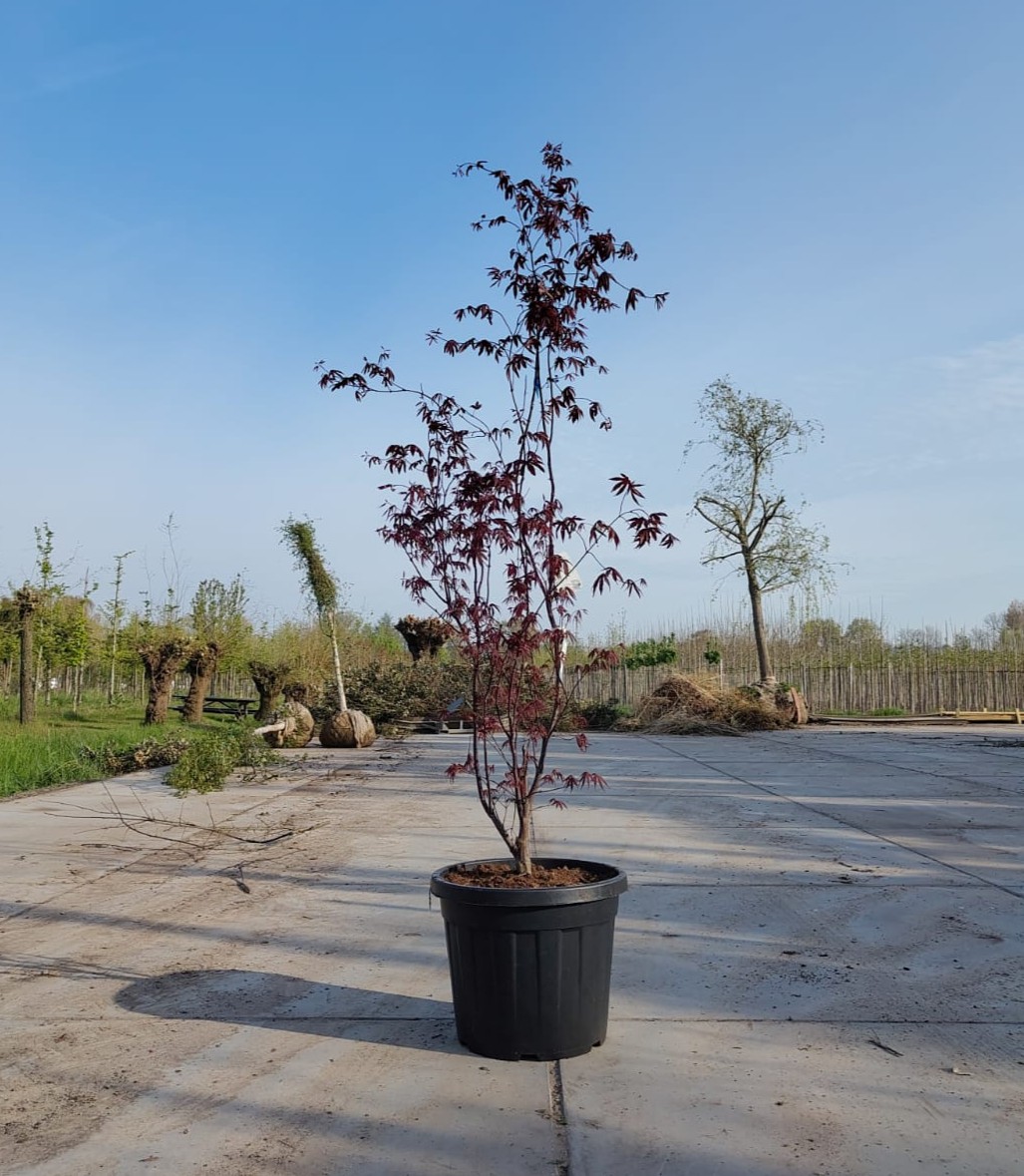 Japanse esdoorn 'Bloodgood' | Meerstammig