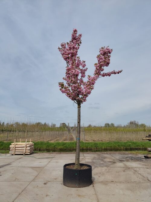 Japanse sierkers 'Kanzan' | Op stam