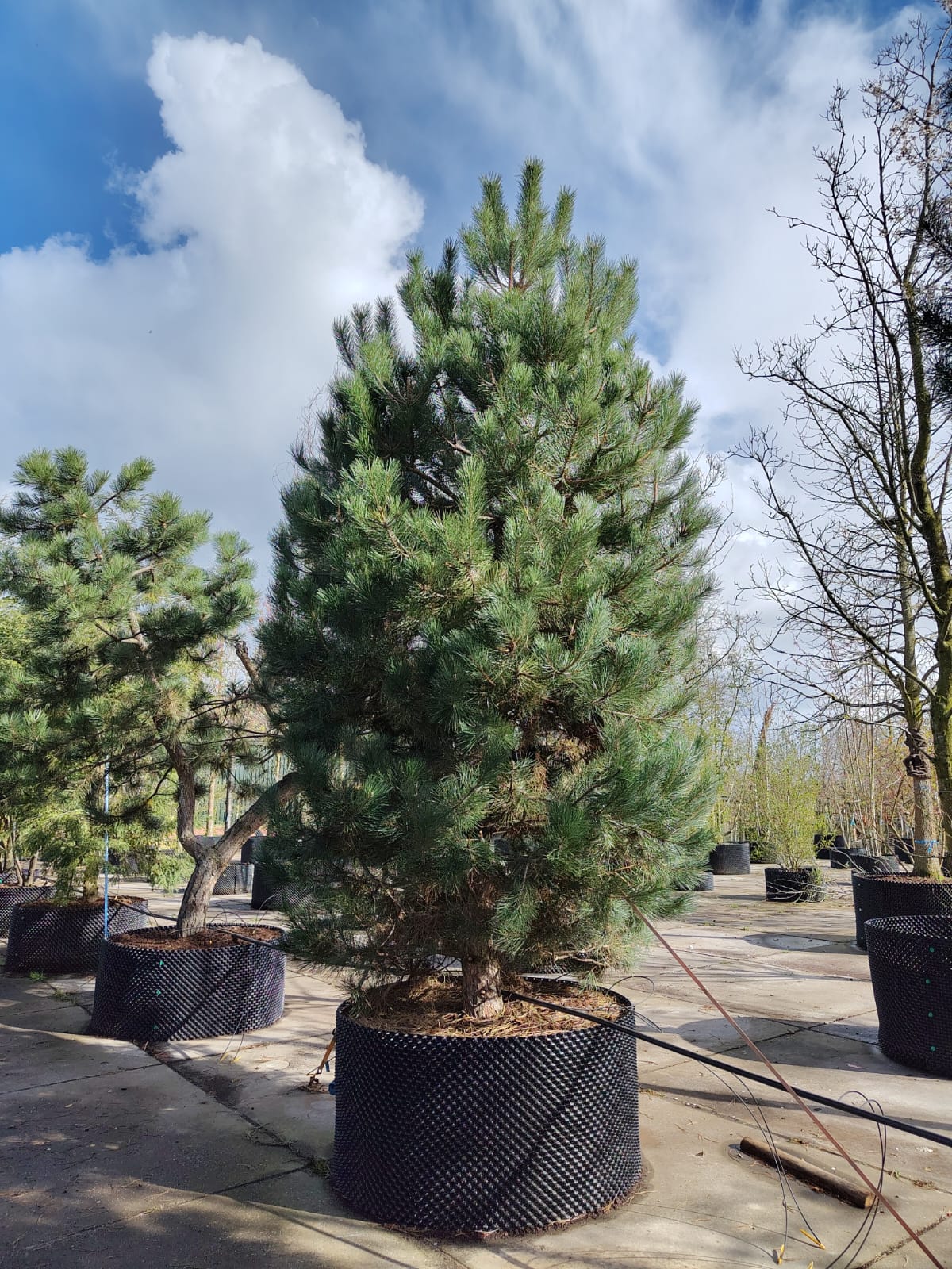 Grove den | Laagstam