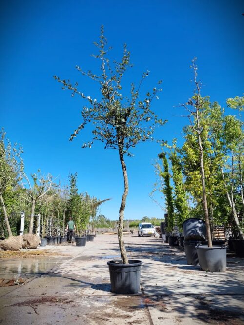 Kurkeik | Hoogstam Karakterboom