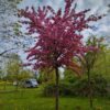 Chinese sierappel | Hoogstam