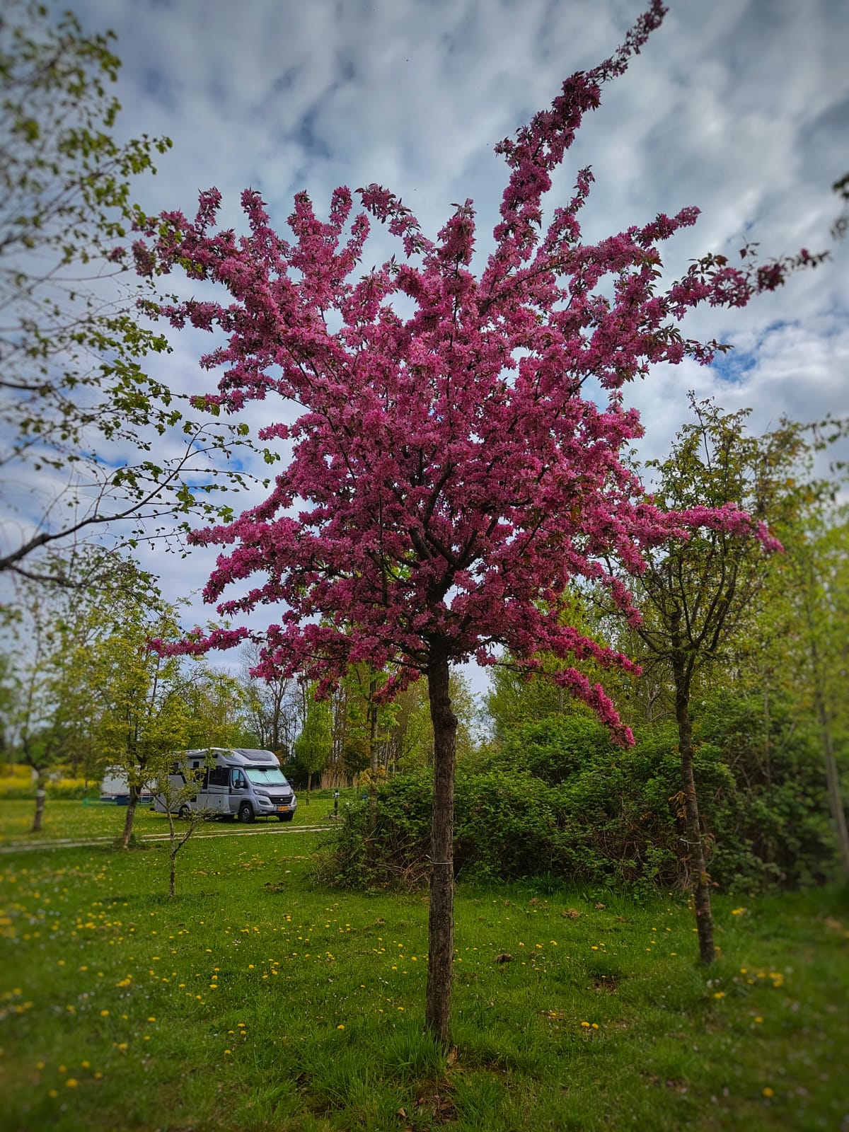 Chinese sierappel | Hoogstam