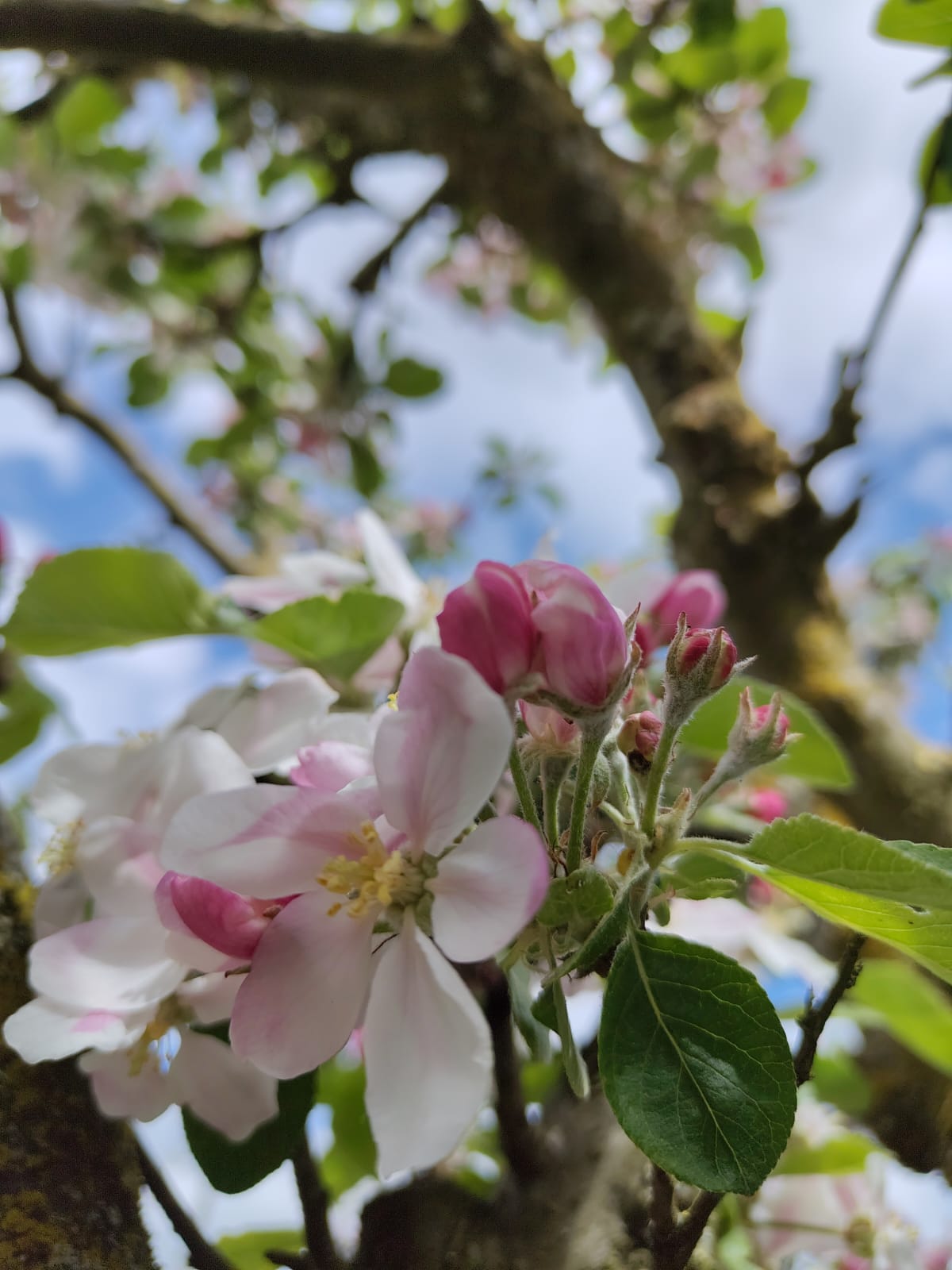 Appelboom 'Elstar' | Halfstam