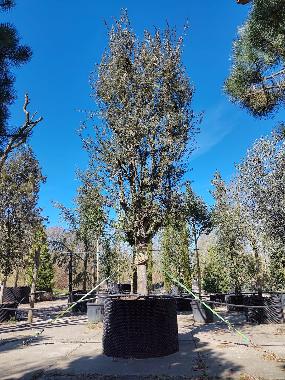 Steeneik | Meerstammig