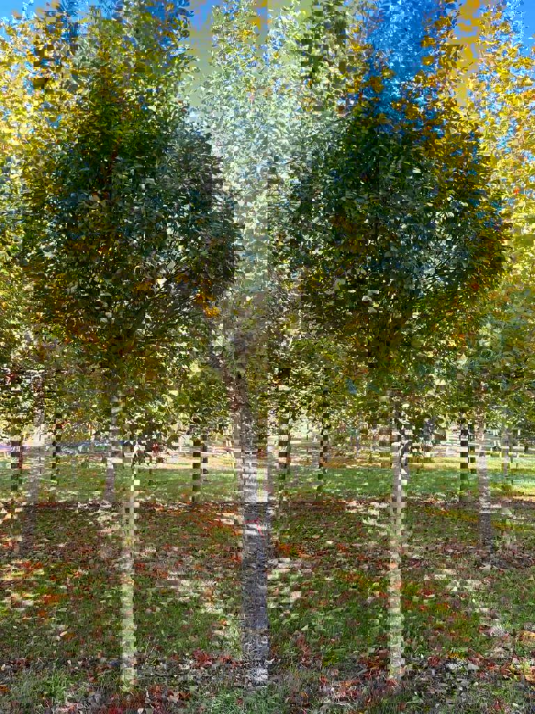 Bol Es 'Mecsek' | Hoogstam