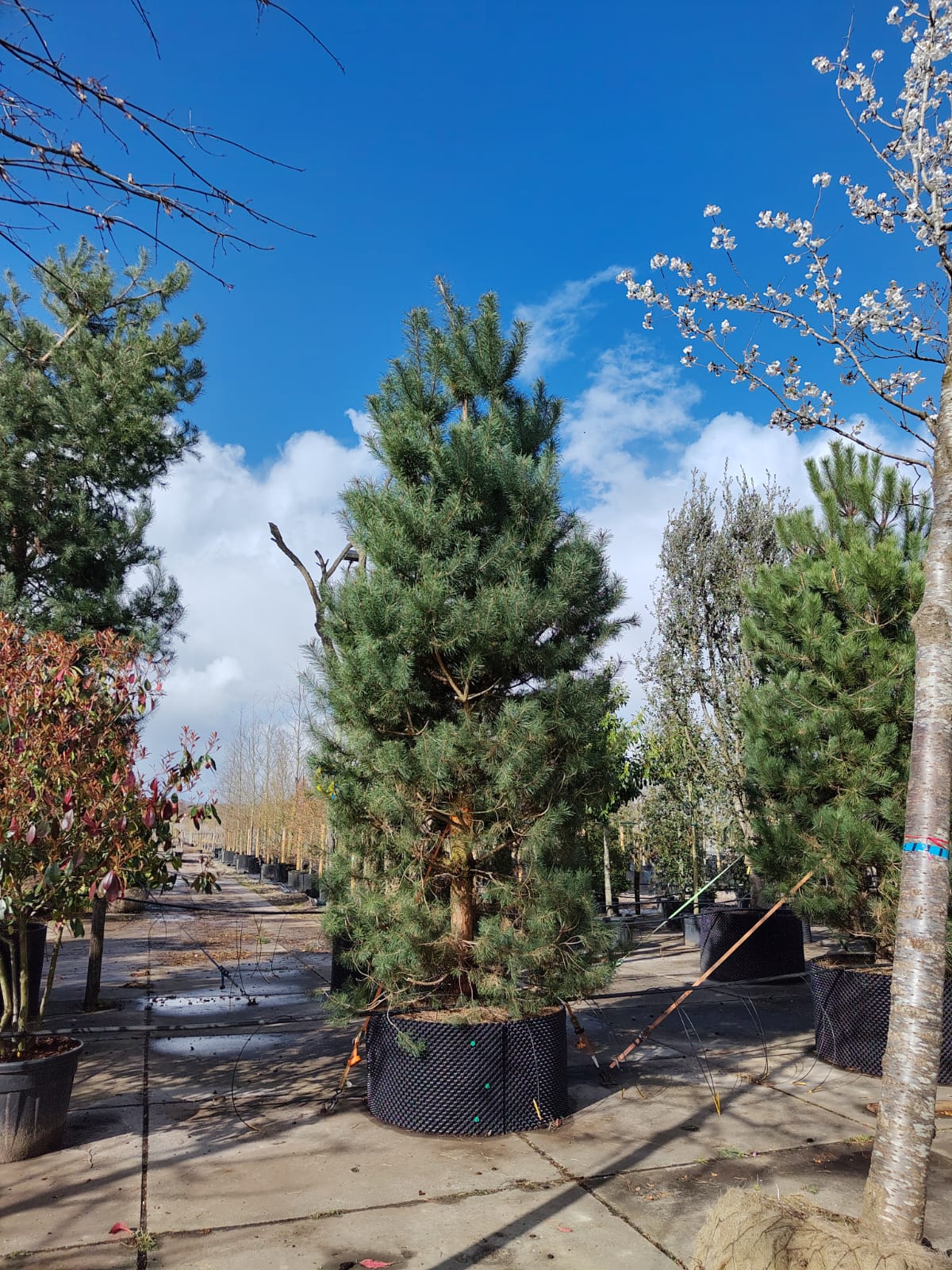 Grove den | Laagstam