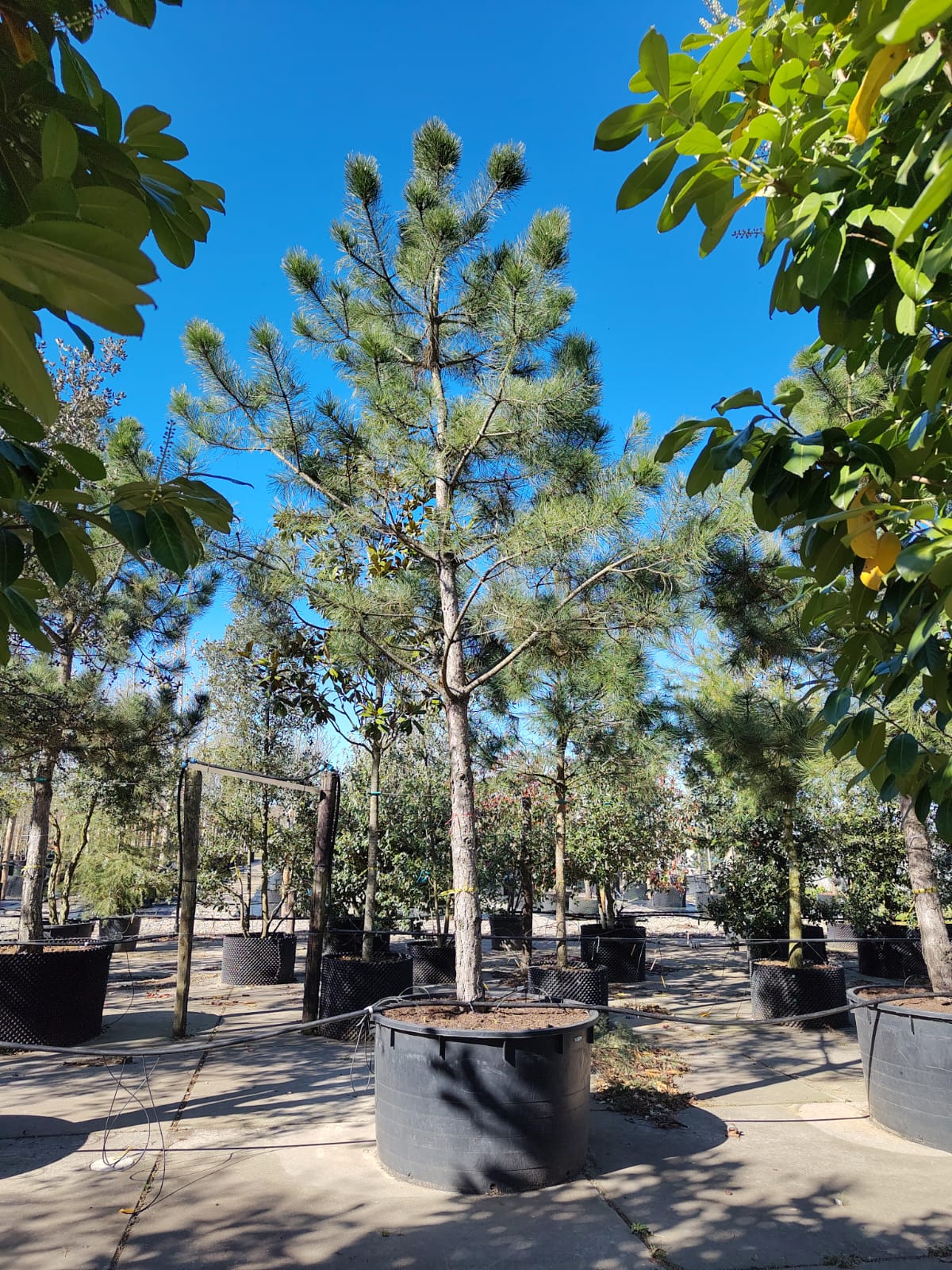 Zwarte den | Halfstam