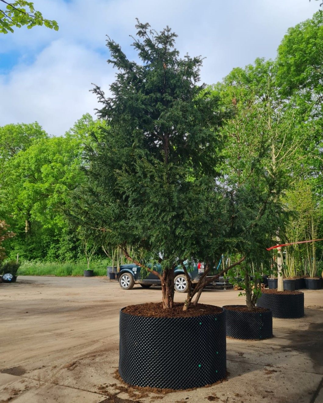 Taxus | Meerstammig Solitair