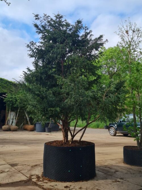 Taxus | Meerstammig Solitair