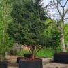 Taxus | Meerstammig Solitair
