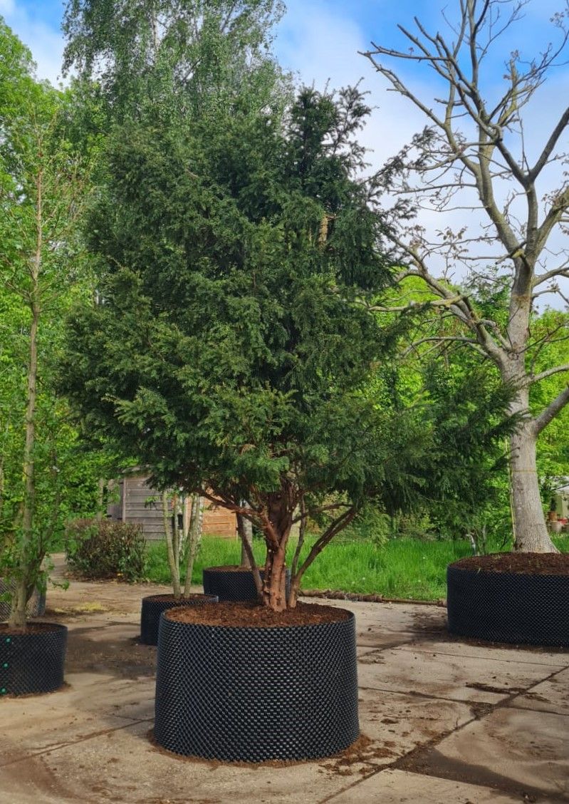 Taxus | Meerstammig Solitair