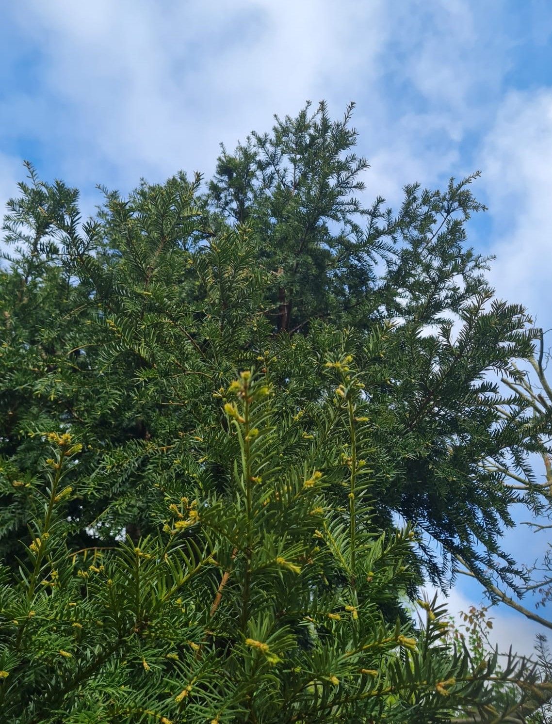 Taxus | Halfstam Solitair