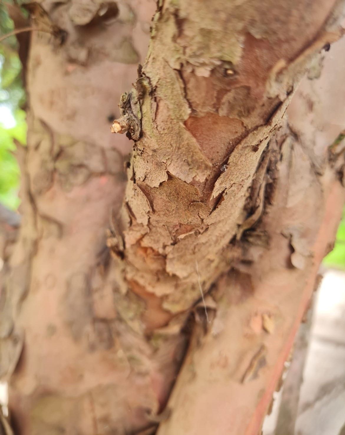 Taxus | Halfstam Solitair