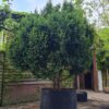Taxus | Meerstammig Solitair