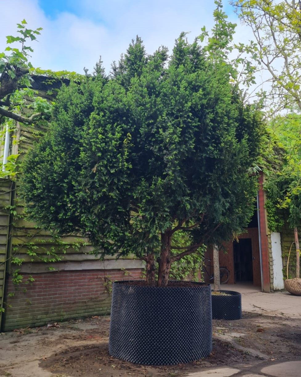 Taxus | Meerstammig Solitair