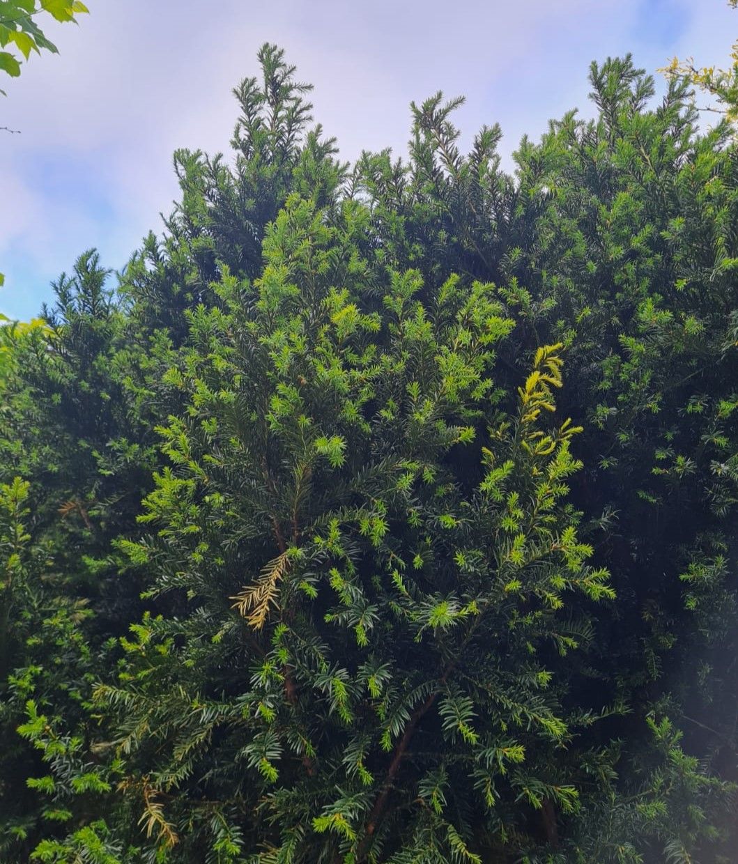 Taxus | Halfstam Solitair