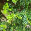 Taxus | Halfstam Solitair