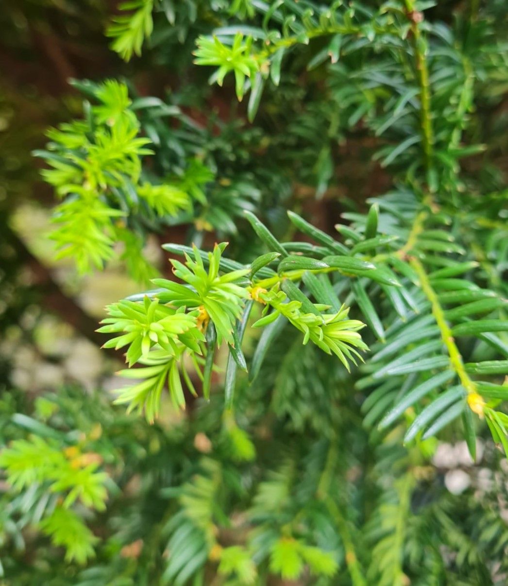 Taxus | Halfstam Solitair