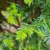 Taxus | Halfstam Solitair