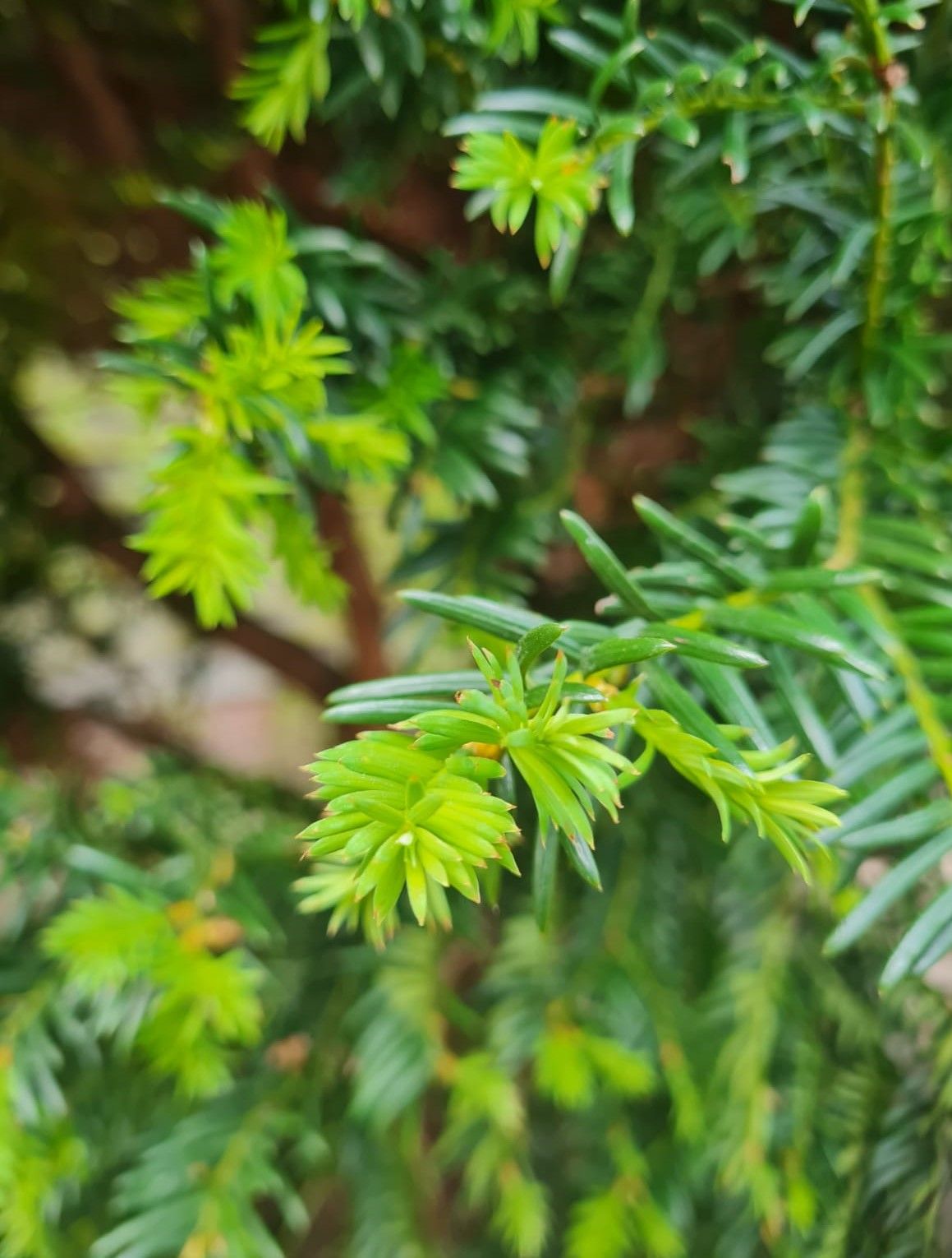 Taxus | Halfstam Solitair