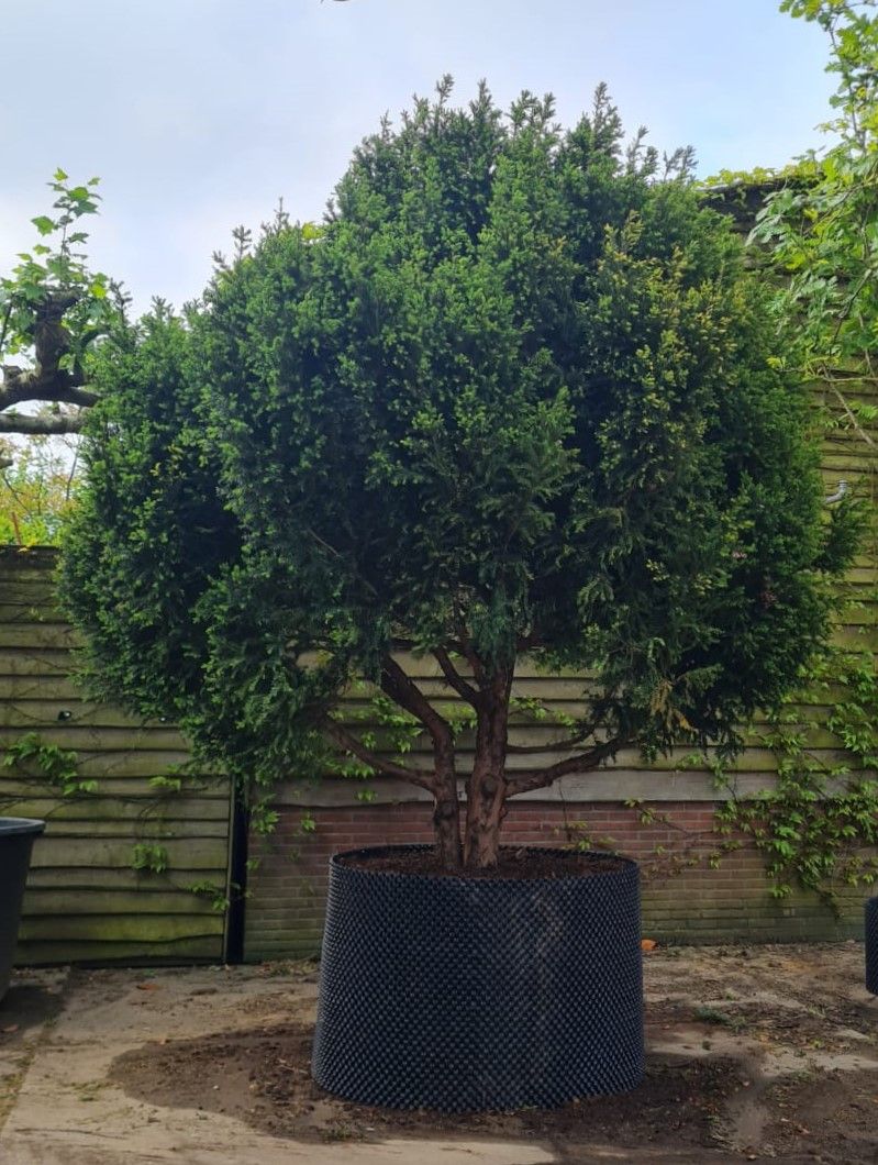 Taxus | Meerstammig Solitair