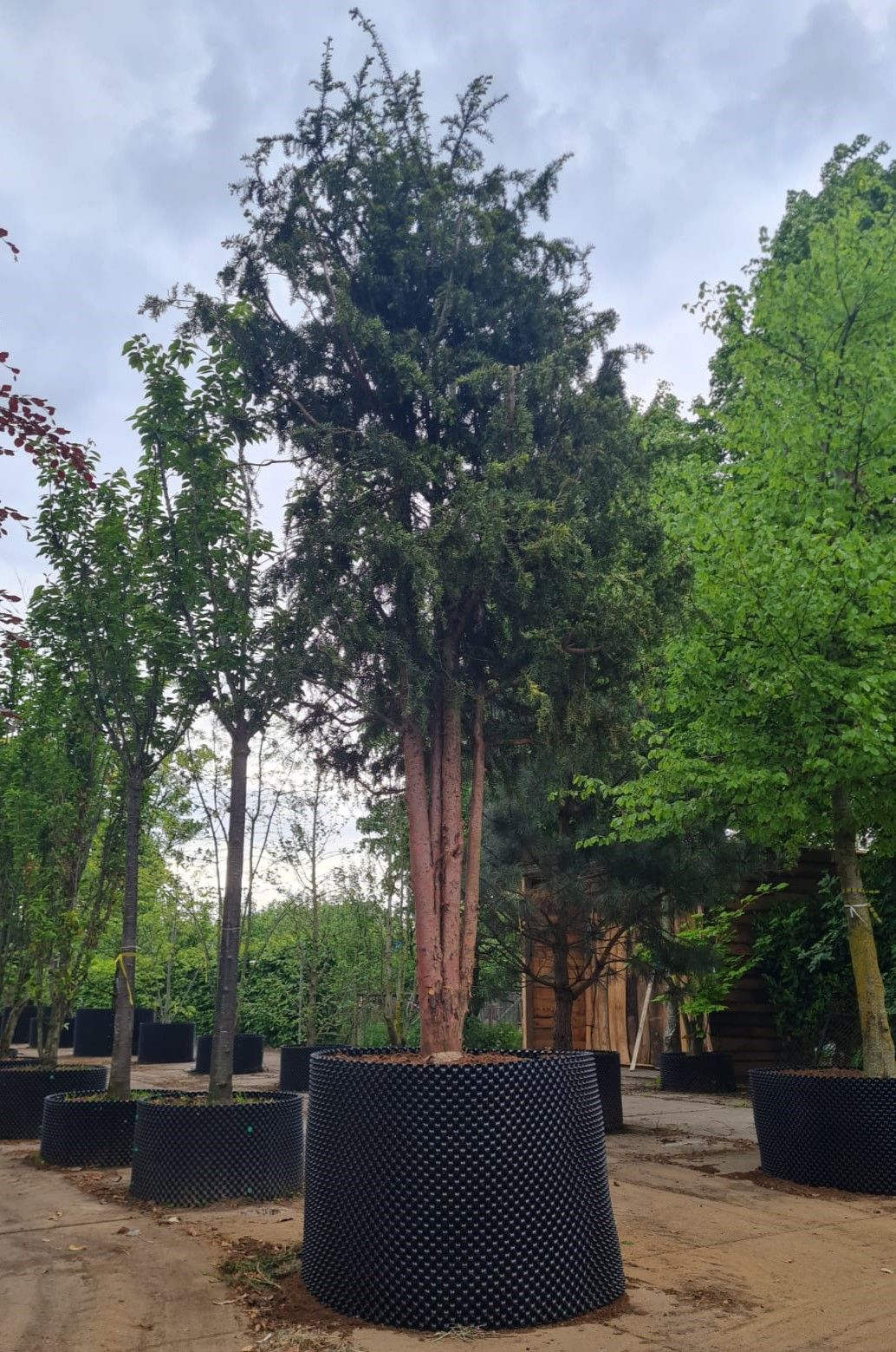 Taxus | Halfstam Solitair